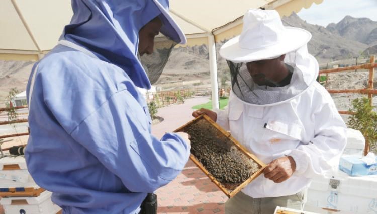 حديقة النحل في حتا.. مدينة للعسل و«الملكات» 2019217143693305