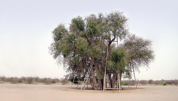 شجرة الغاف قدرة كبيرة على تحمل الجفاف والبقاء في الظروف البيئية