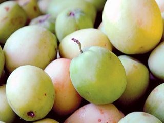 النبق فاكهة شتوية شهية وعلاج للبثور والمفاصل صحيفة الاتحاد