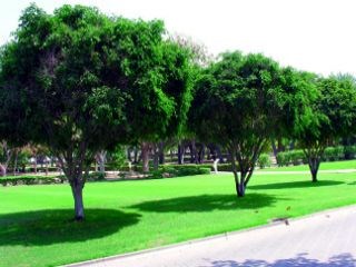 شجرة الدمس تهدد الحدائق المنزلية وتلحق الضرر بالبيئة صحيفة الاتحاد