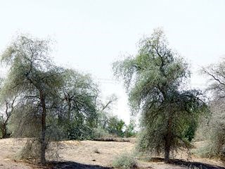 الأشجار المحلية صديقة البيئة و صيدلية الصحراء صحيفة الاتحاد