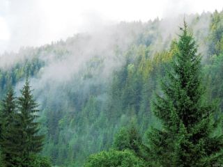 الغابات تتعرض للإزالة والتعدي على أشجارها بشكل جائر صحيفة الاتحاد