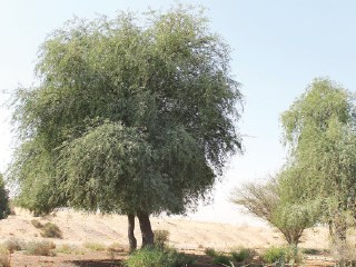 شجرة الداماس والخرسانة