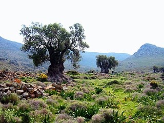 أشجار الزيتون المعمرة تجارة رائجة في إسبانيا صحيفة الاتحاد