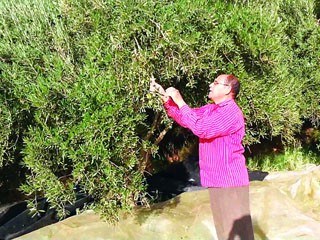 اشجار اللوز في تونس